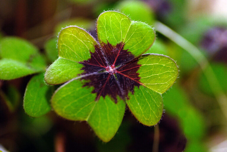 plantas que traz sorte em 2024